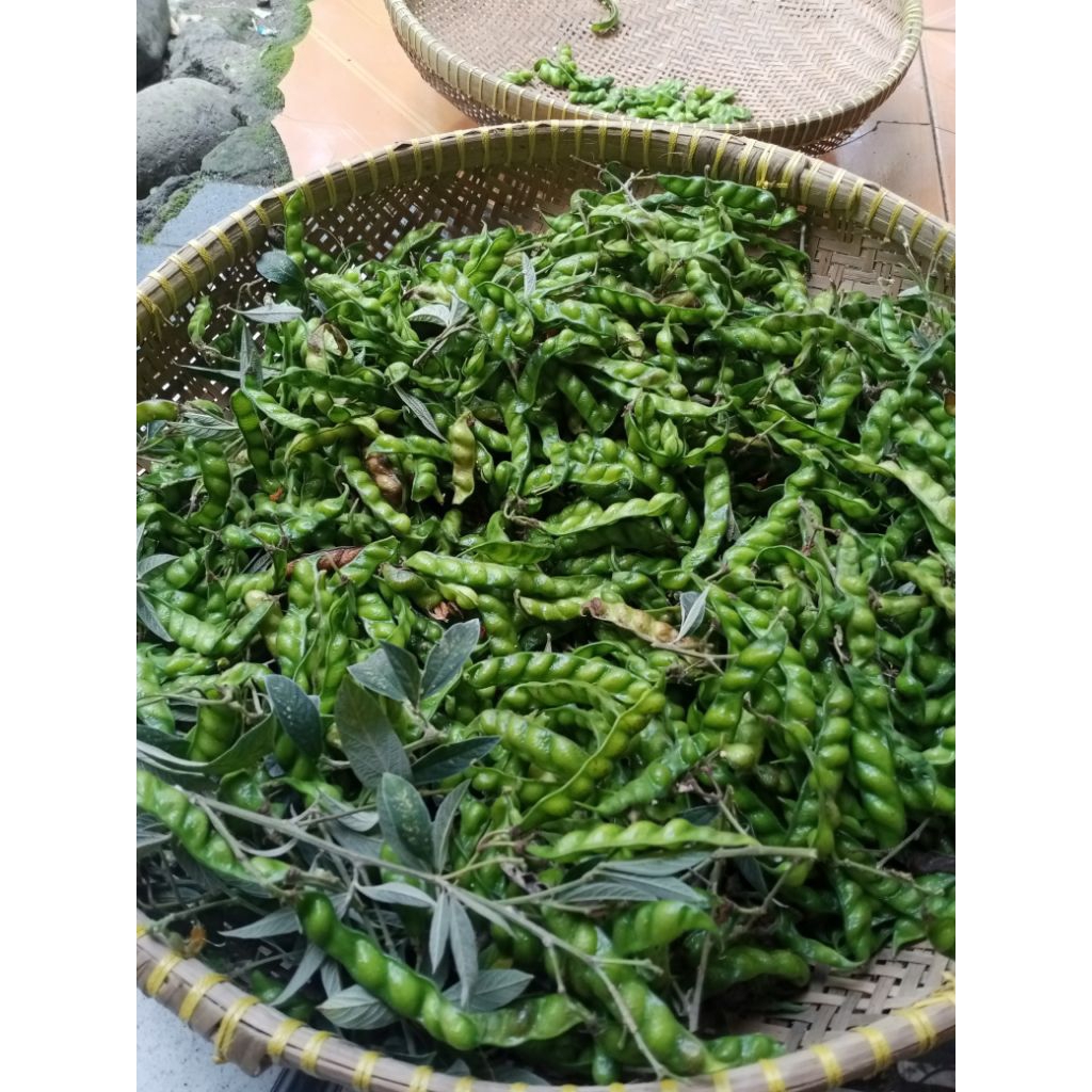 

Kacang Gude Segar / Kacang Turi / Pigeon Pea Fresh – Hasil Panen Alami