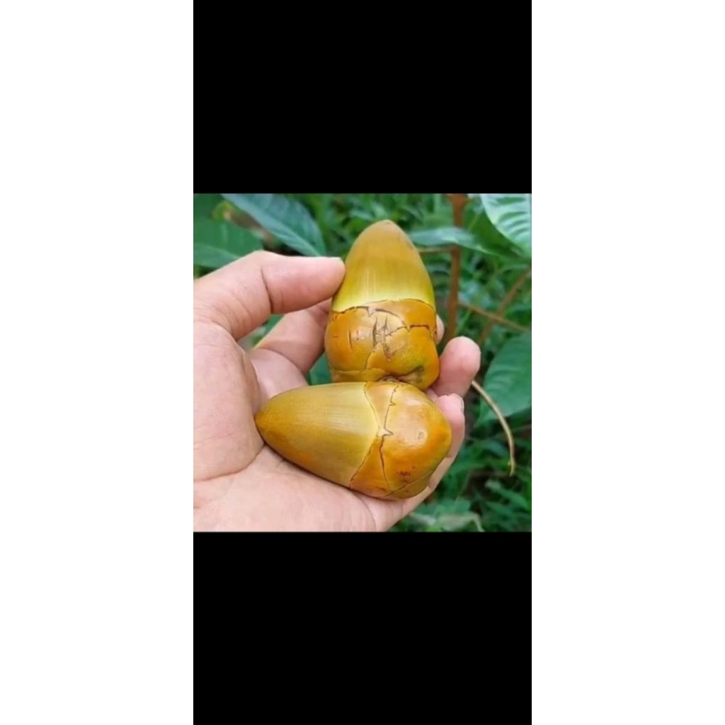 beluluk pentil kelapa muda untuk mengobati diabetes