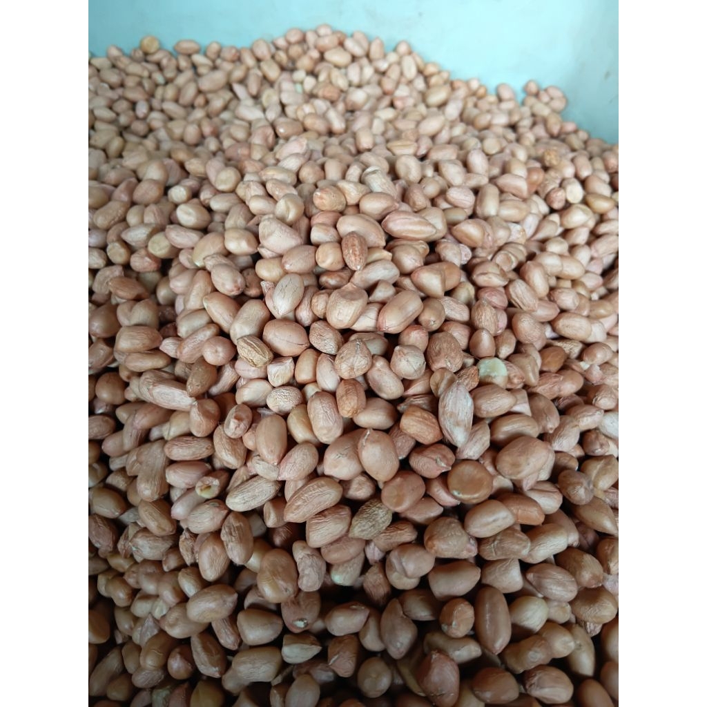 

kacang tanah