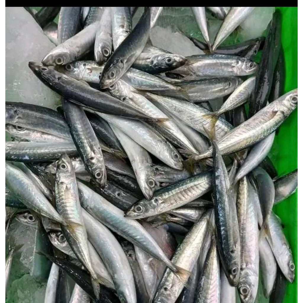 

paket ikan layang kecil/sedang segar 5kg pesan sore/malam di kirim pagi