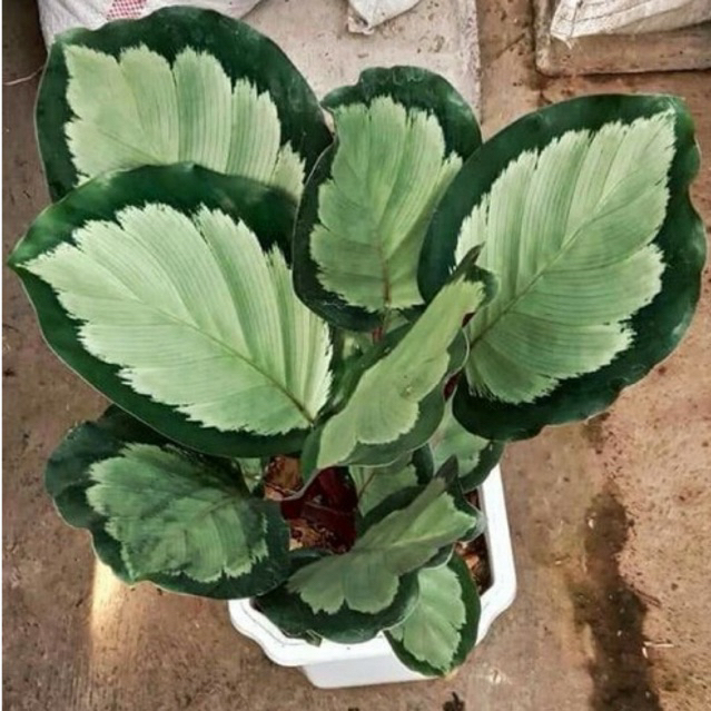 tanaman hias calathea corona - calathea corona - calathea corona silver