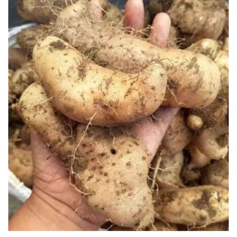 

Ubi gembili gembolo ketan gurih punel 1 kilo