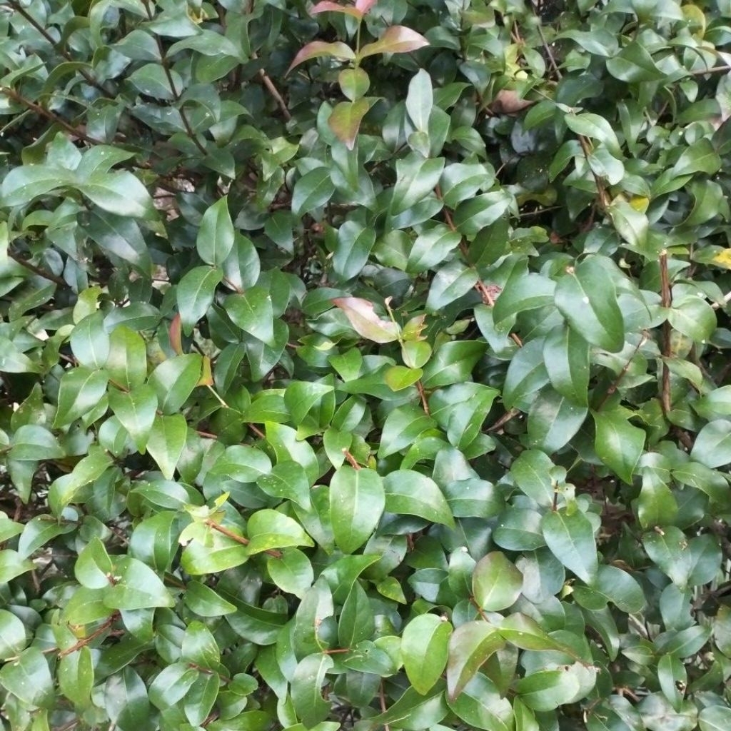 

Daun Dewandaru Fresh Langsung Petik Per250 Gram