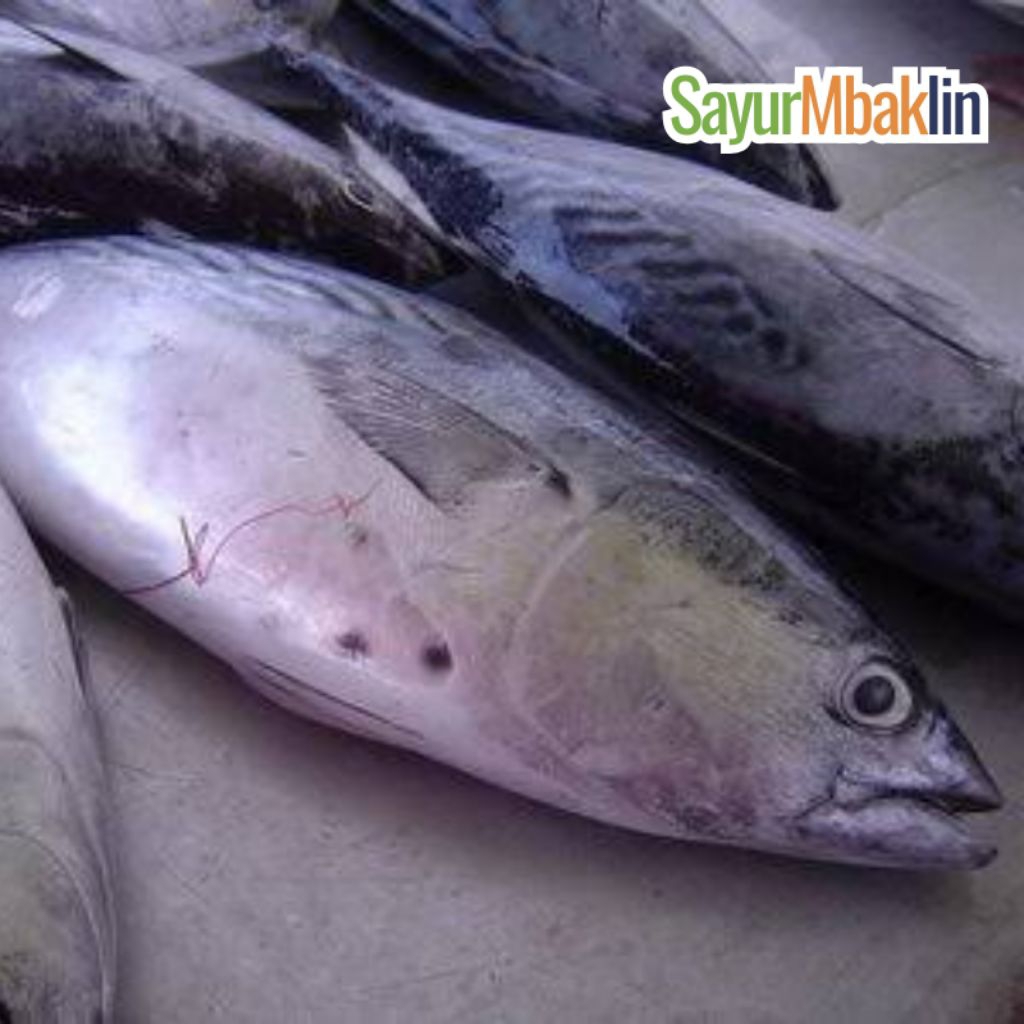 

Ikan Tongkol/Tuna Segar 500-700g Sayurmbakiin
