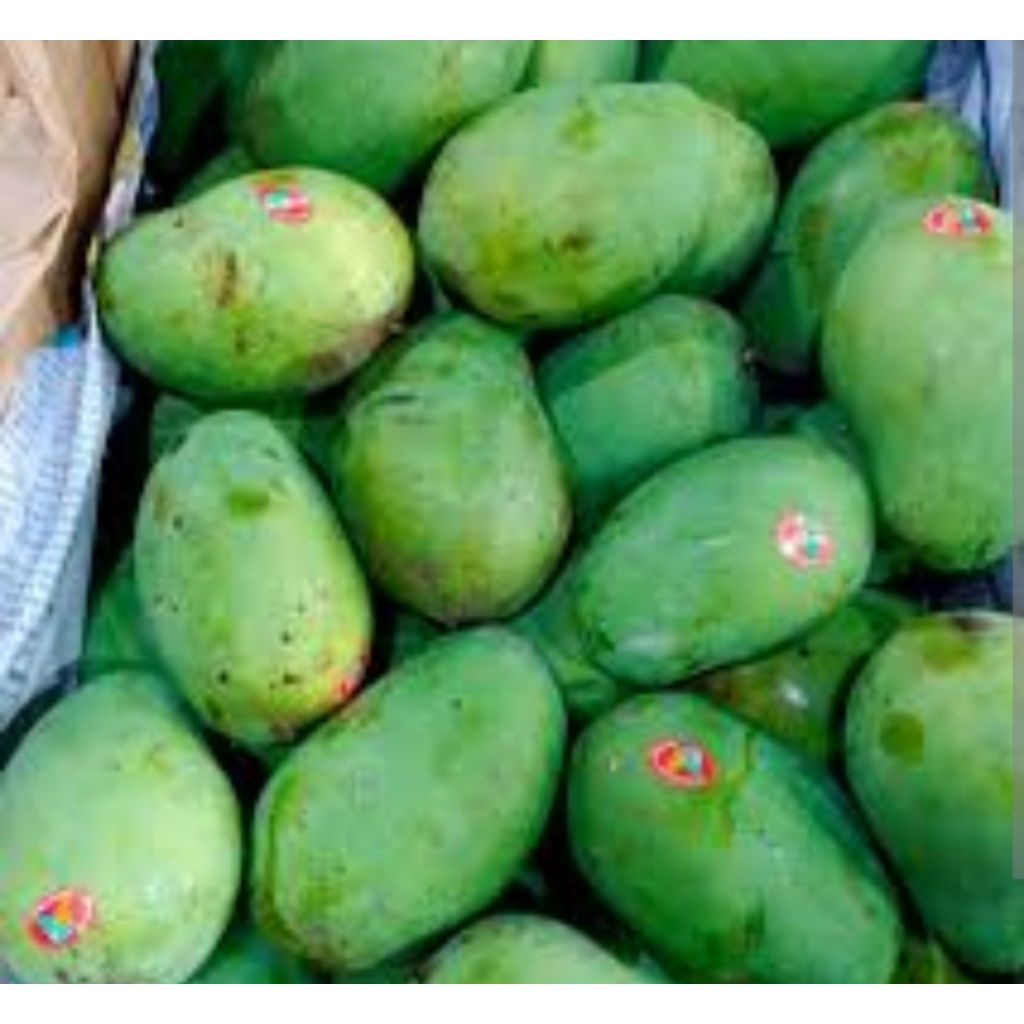 mangga harum manis indramayu