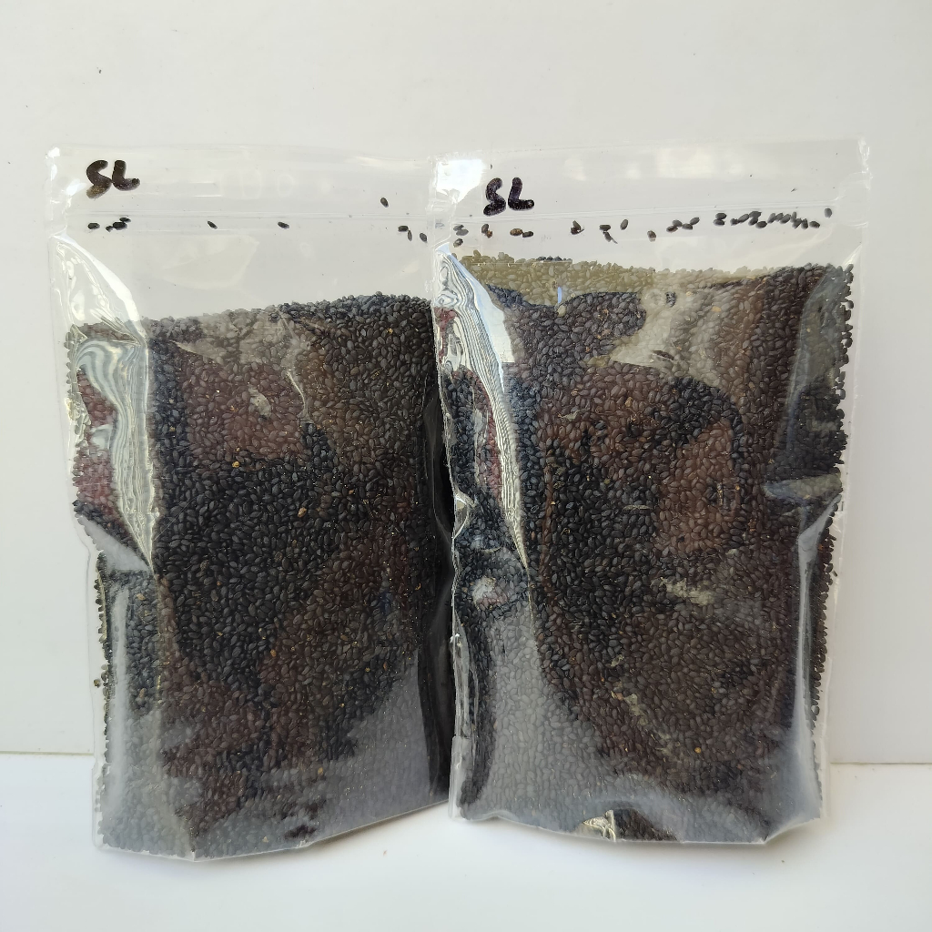 

Selasih Organik Kualitas Ekspor Superfood Alami Premium 100% Siap Seduh & Kaya Manfaat Cocok untuk Minuman, Dessert & Jamu