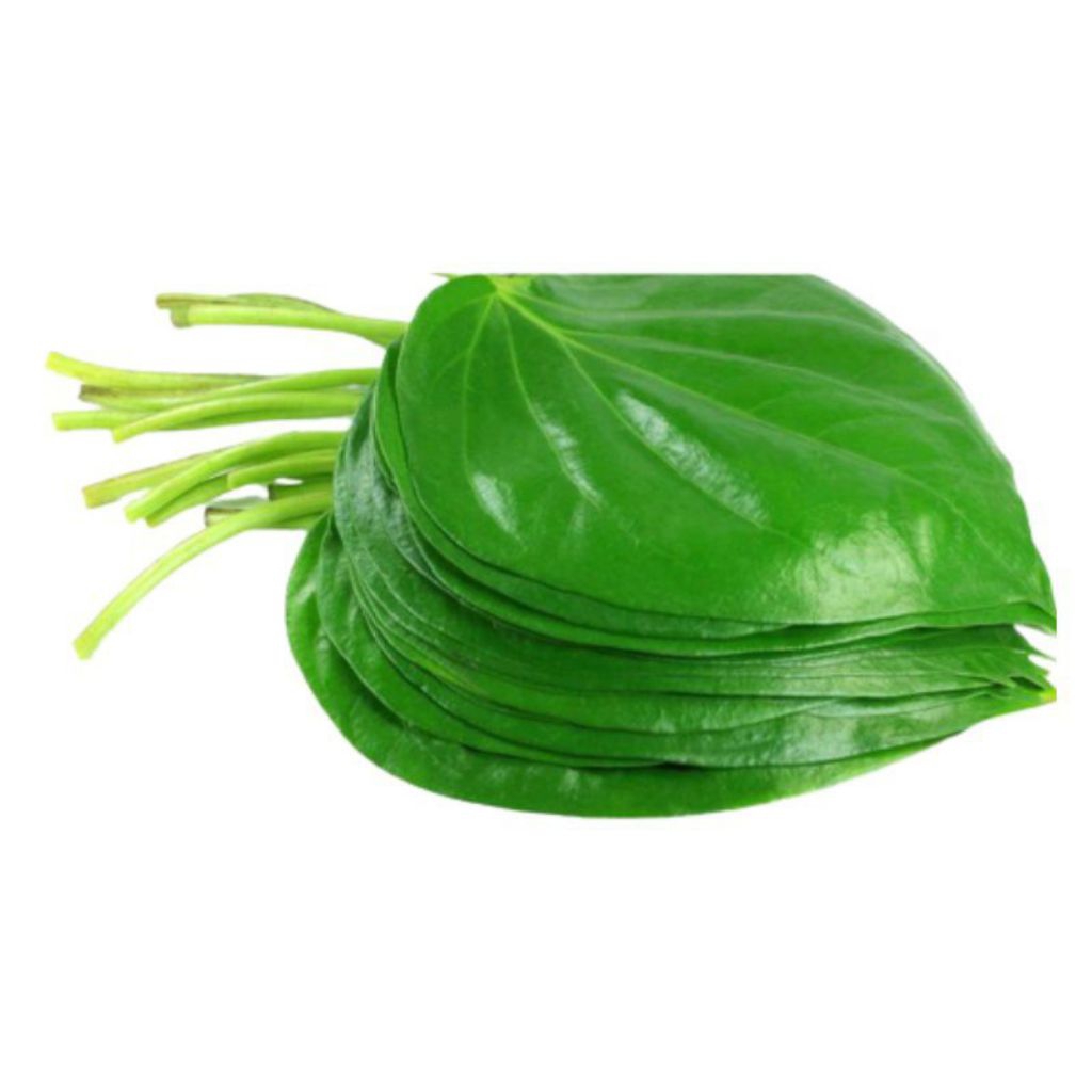 

50lembar Daun Sirih Putih Sirih Hutan