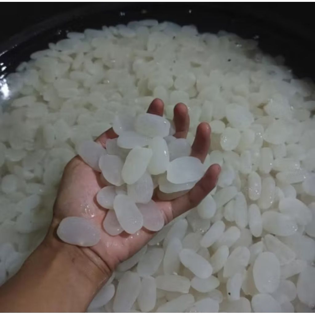 

kolang kaling / caruluk muda dan kenyal masih fresh 1kg