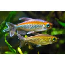 Ornamental Congo Tetra Betina