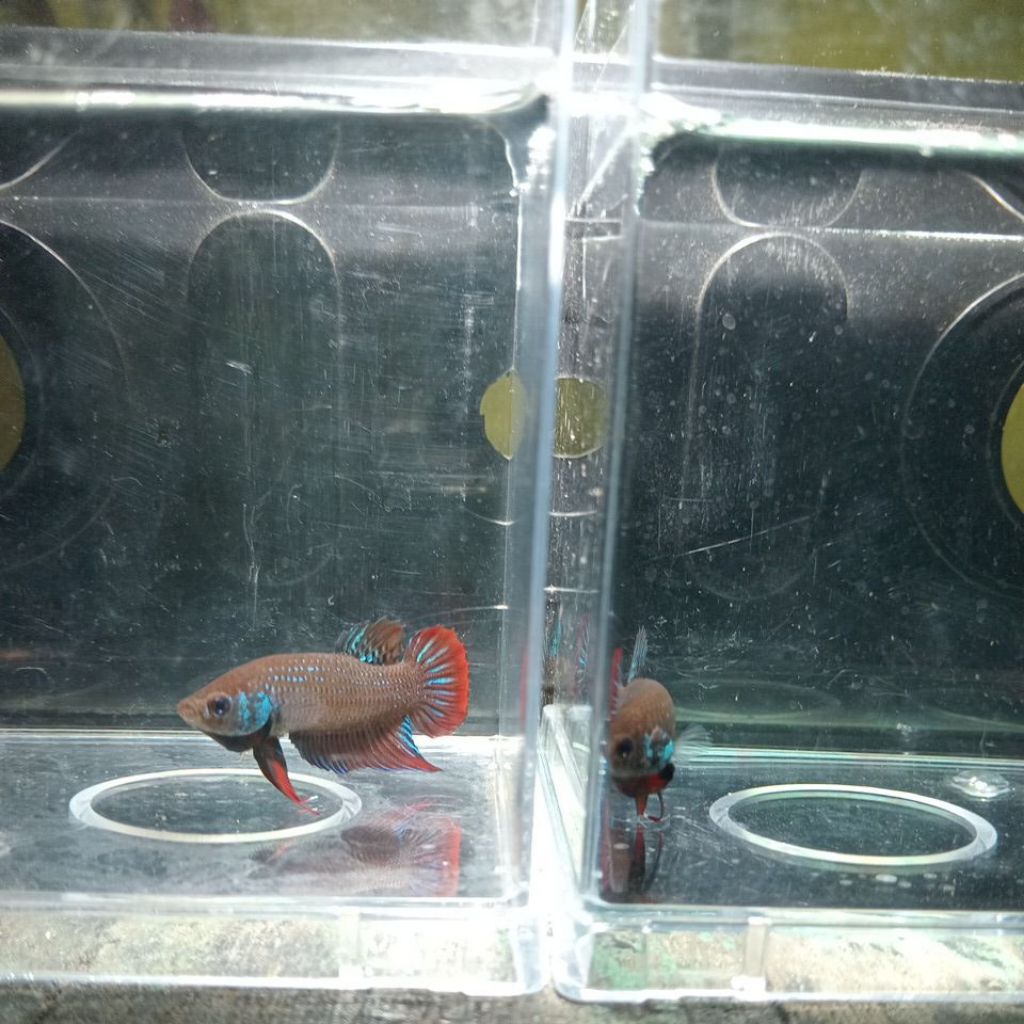 Betta imbellis/cupang alam imbellis/ikan laga imbellis/ikan laga padi.