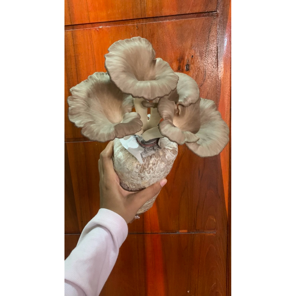 

BAGLOG JAMUR TIRAM COKLAT GARANSI TUMBUH