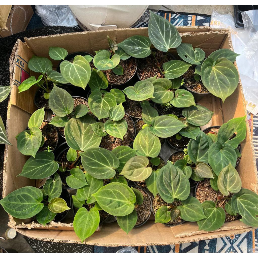 Anthurium Hu/king ofsepades