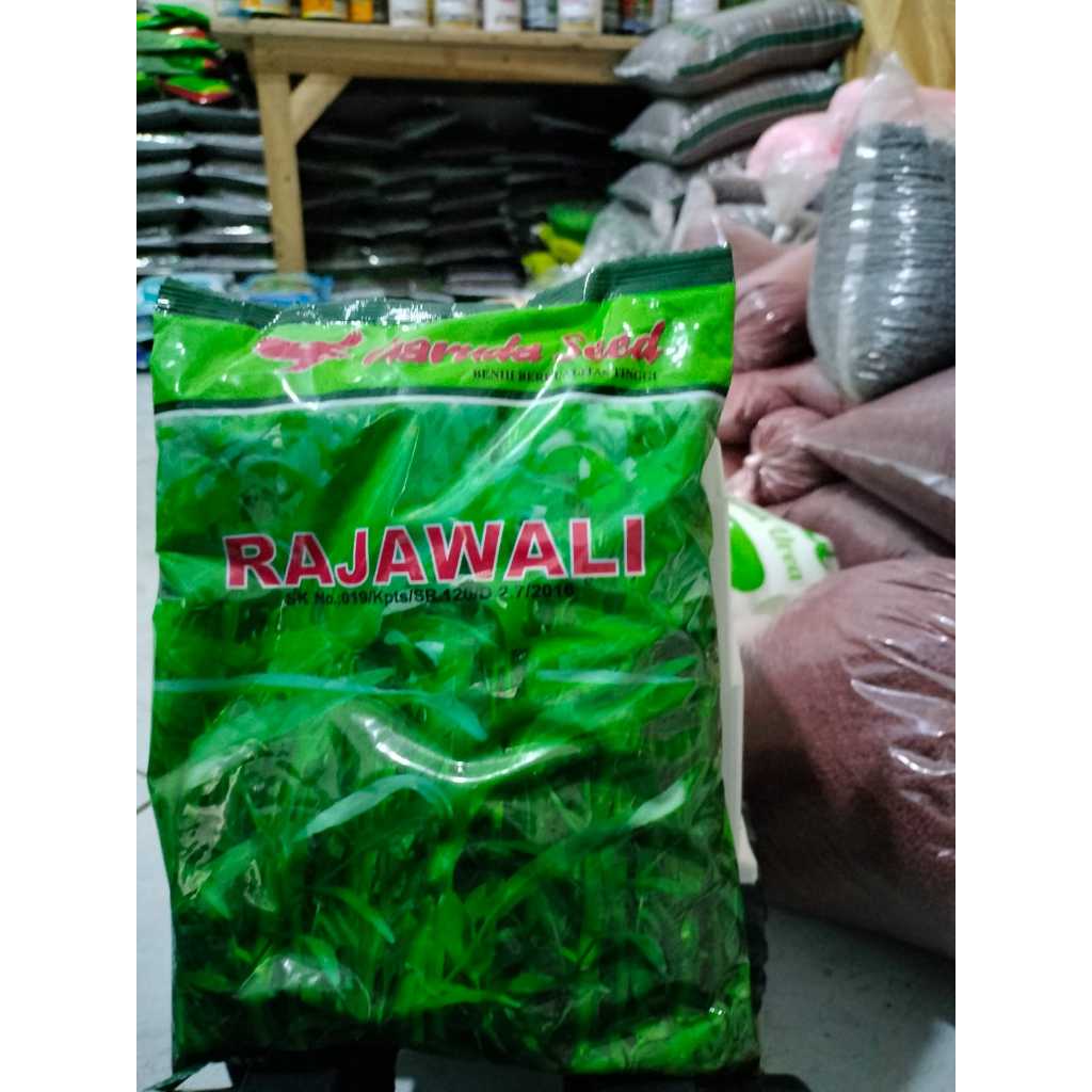 ecer benih kangkung rajawali 500gram benih berkualitas