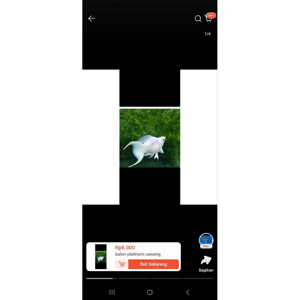 Molly balon platinum cawang