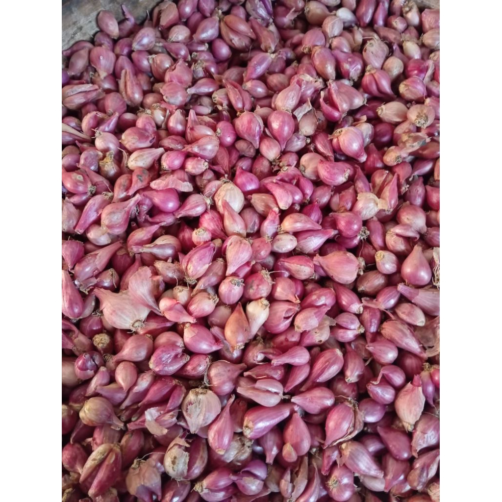 

Bawang Merah Kecil 500 gram dan 1 KG Asli Nganjuk