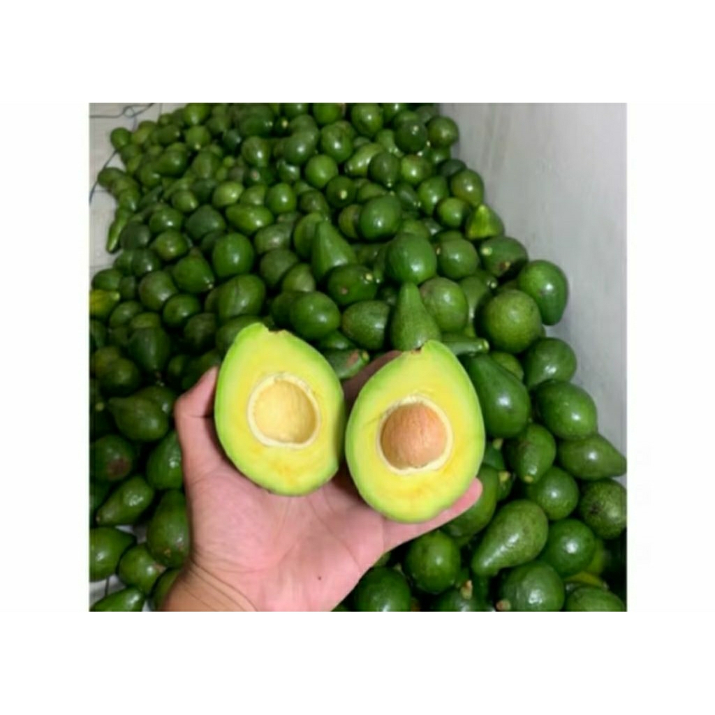 

Alpukat Mini isi 8-9/kg