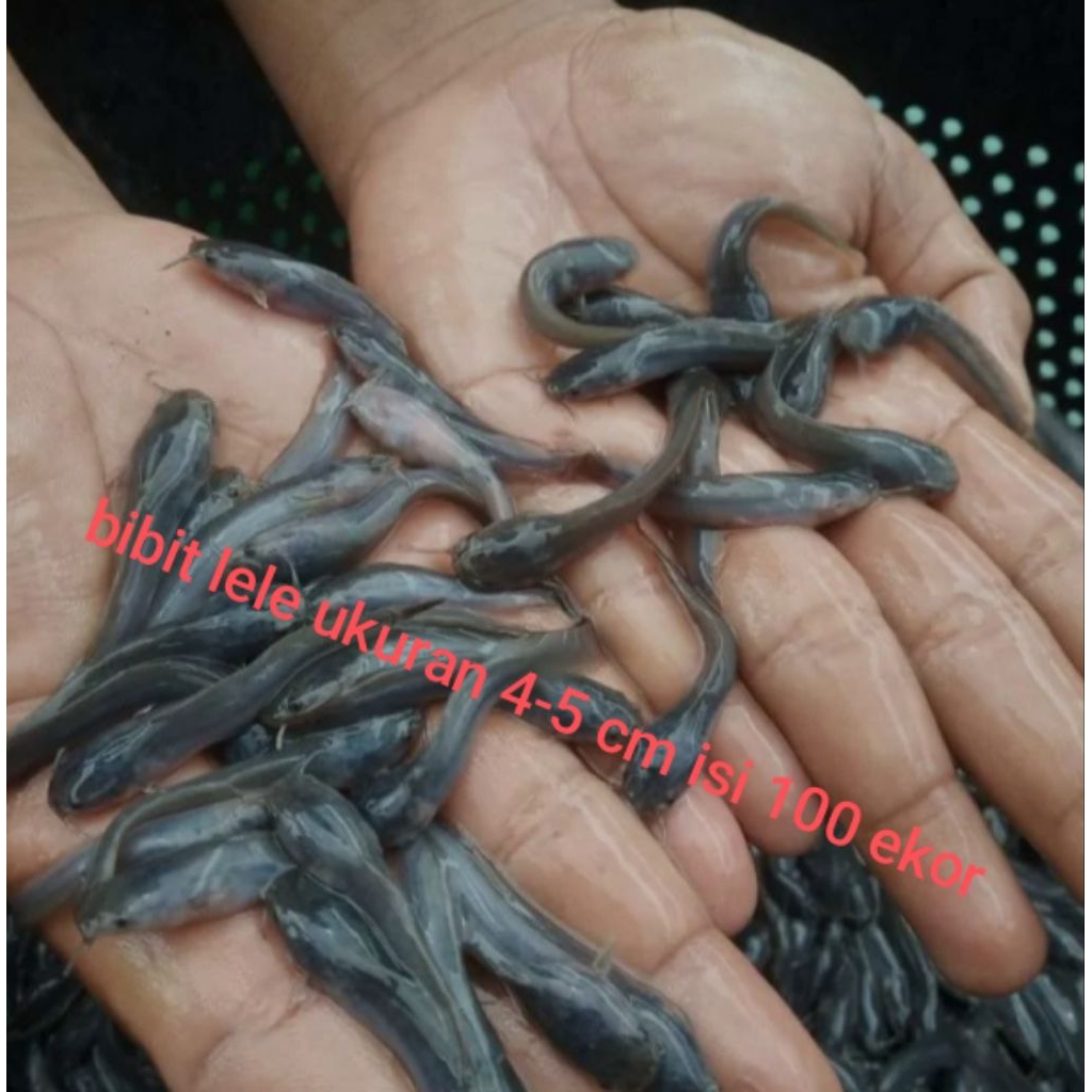bibit lele ukuran 4-5 cm isi 100 pcs