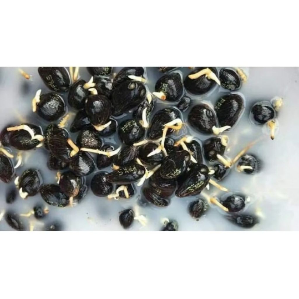 120 butir Benih Sawit PPKS DxP Simalungun Original