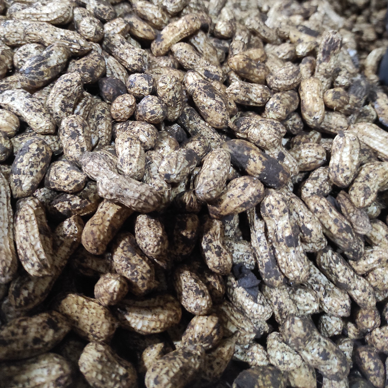 

Kacang Tanah Kulit Mentah - Buat Snack Makanan Ringan 1kg