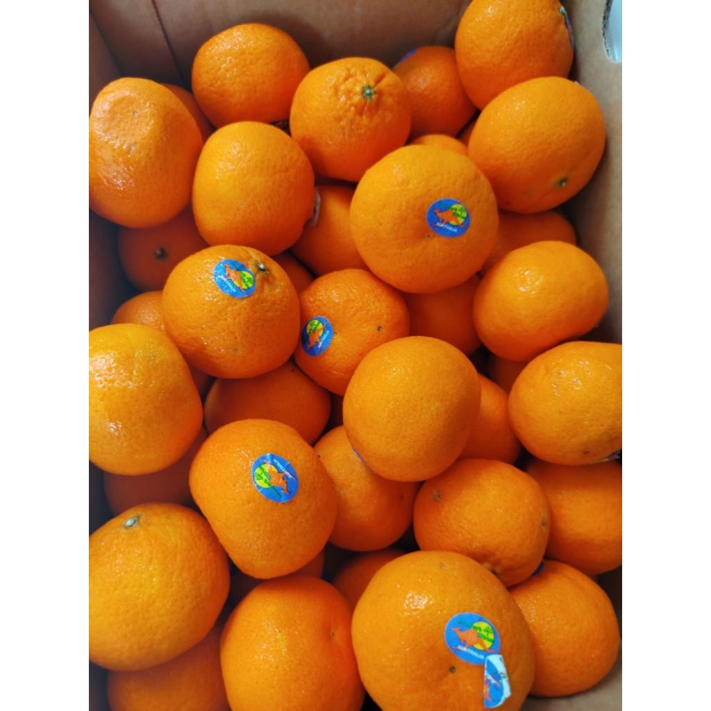 

Jeruk Ausy (Australian Orange) – Manis, Juicy, Segar Alami!