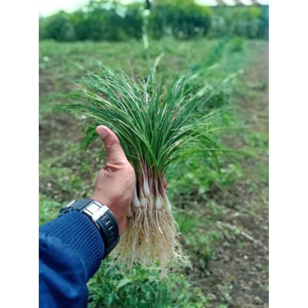 

Bawang Batak Segar 1kg Lokio Kuncay Bawang Batak