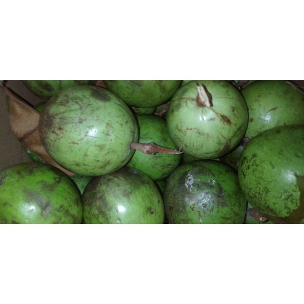 

Buah Gemintu / Genitu / Kenitu / Sawo ijo