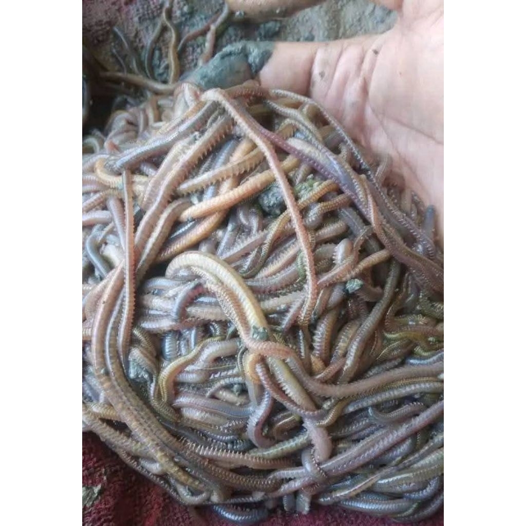 cacing laut umpan mancing ikan laut dan ikan air tawar// cacing kilang kilung isi 20 ekor