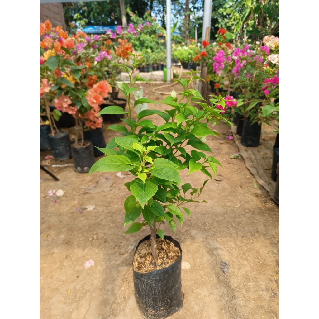 bibit Bougenville ID Ekor Musang Putih