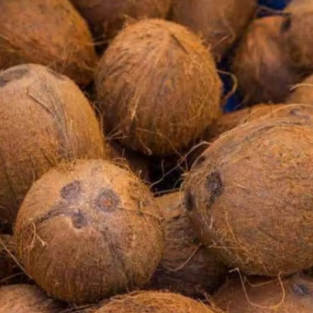 

buah kelapa tua kualitas super masih segar harga perbutir