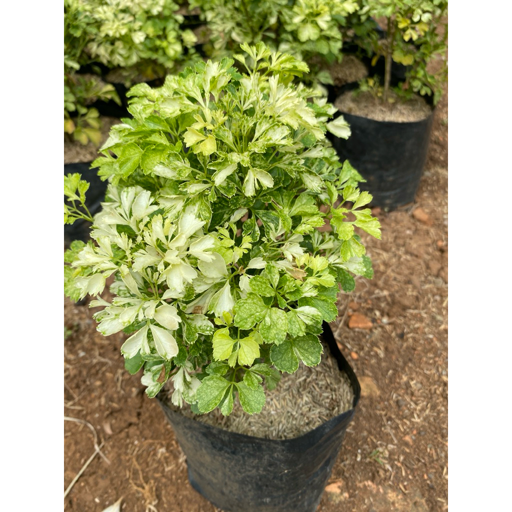 tanaman kedongdong laut varigata/ puluscias fruticosa/ ming arkais