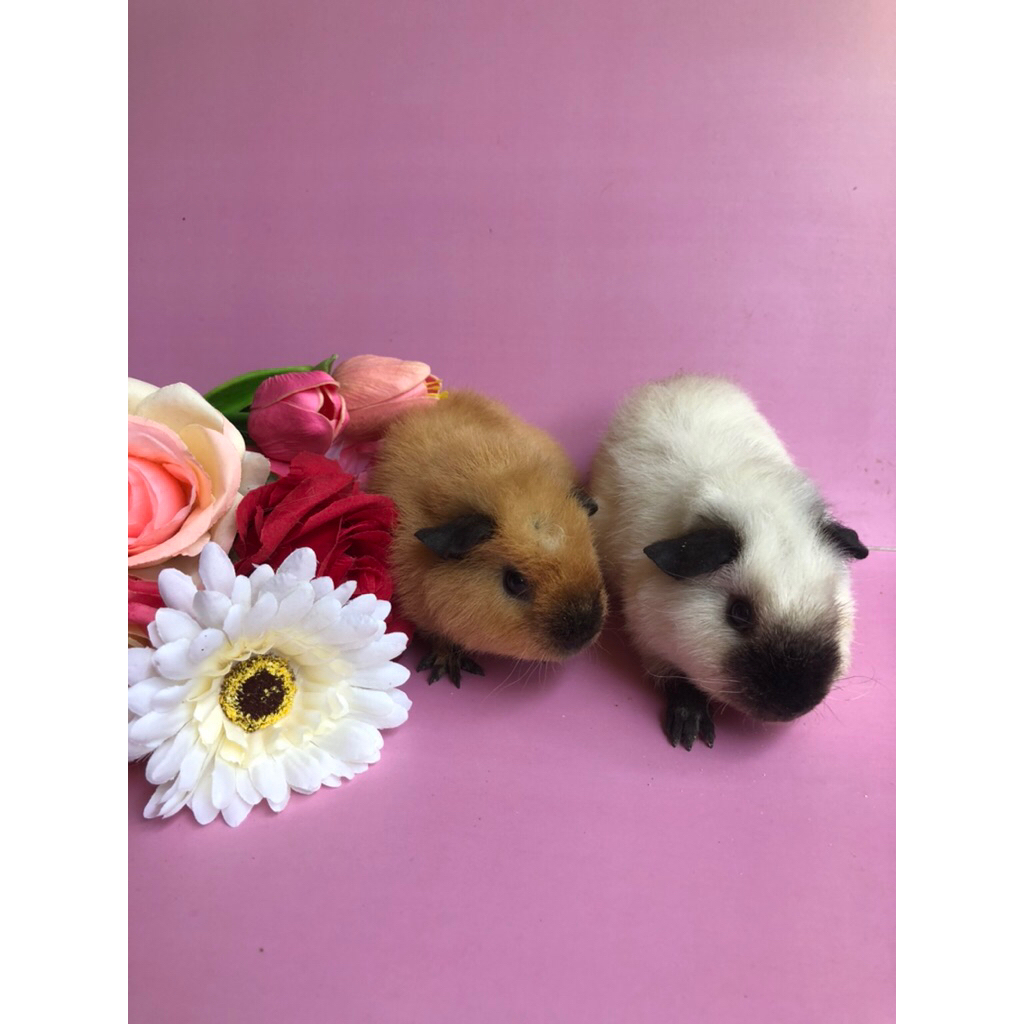 Marmut Hias Guinea Pig Teddy California Jantan