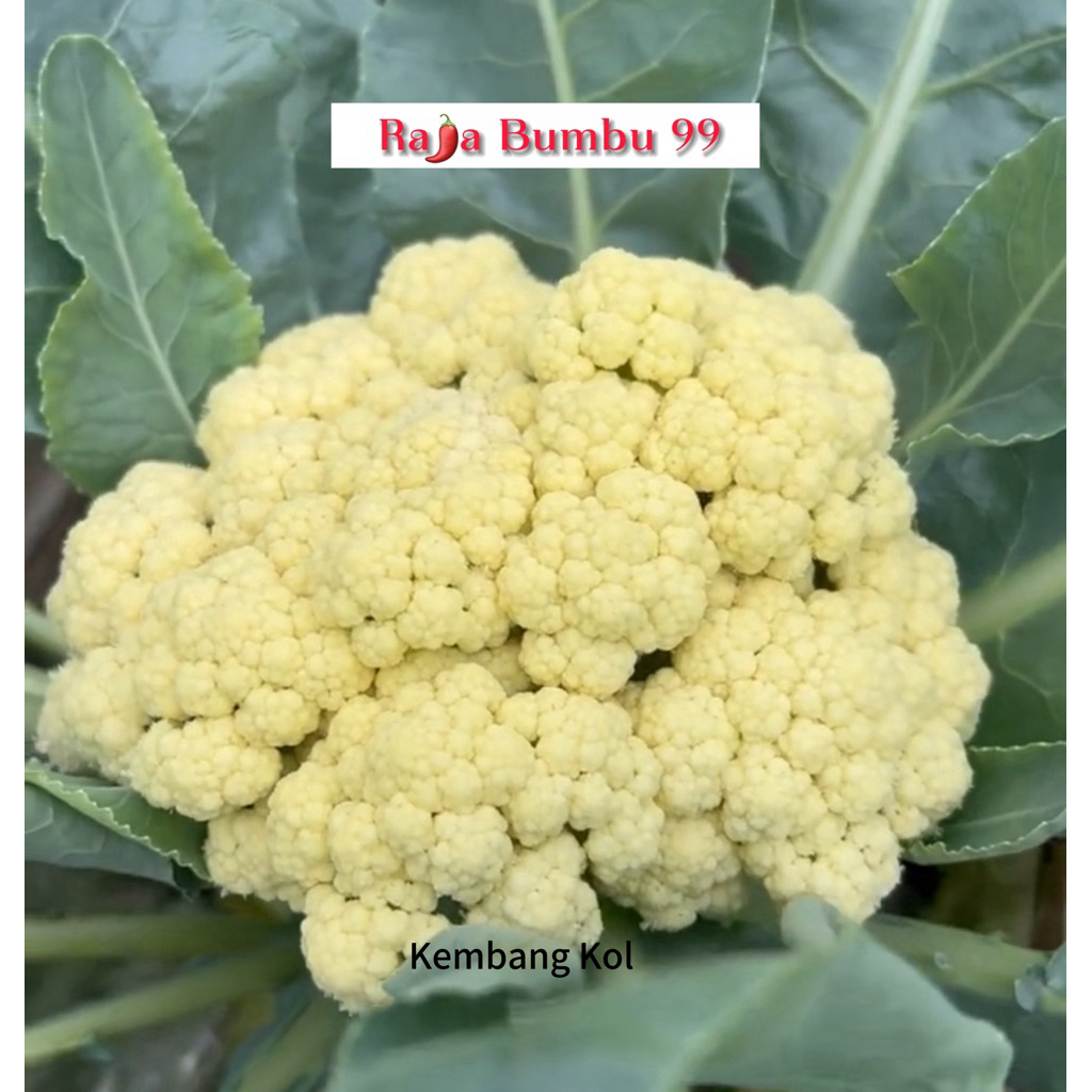 

KEMBANG KOL segar 1 400-600 gr