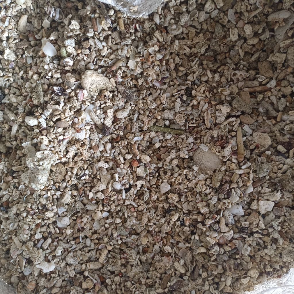 Pasir Kerang KARUNGAN 20kg / Media Filter Air / Hiasan Aquarium / Pecahan Kerang / Dekorasi Aquarium