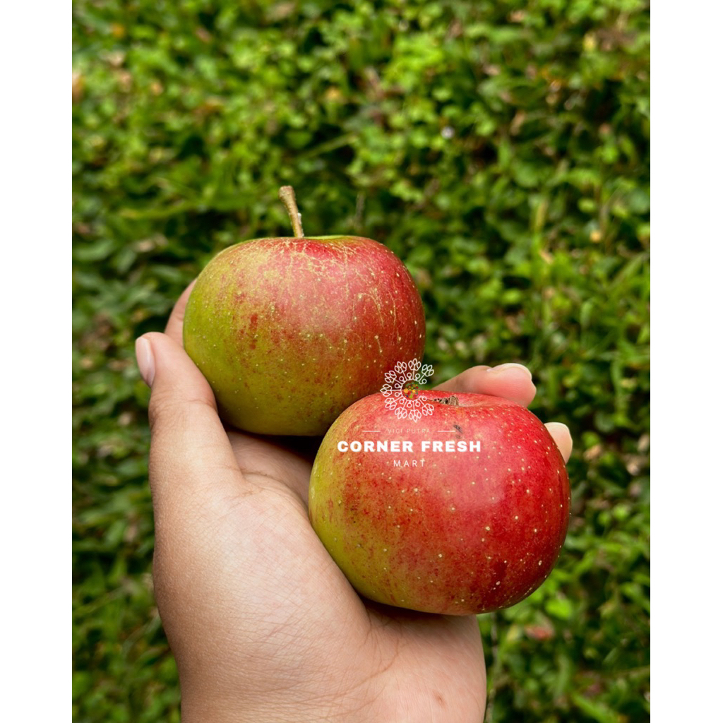 

Apel Malang Rome Beauty ukuran Sedang 1kg isi 12-14 Buah