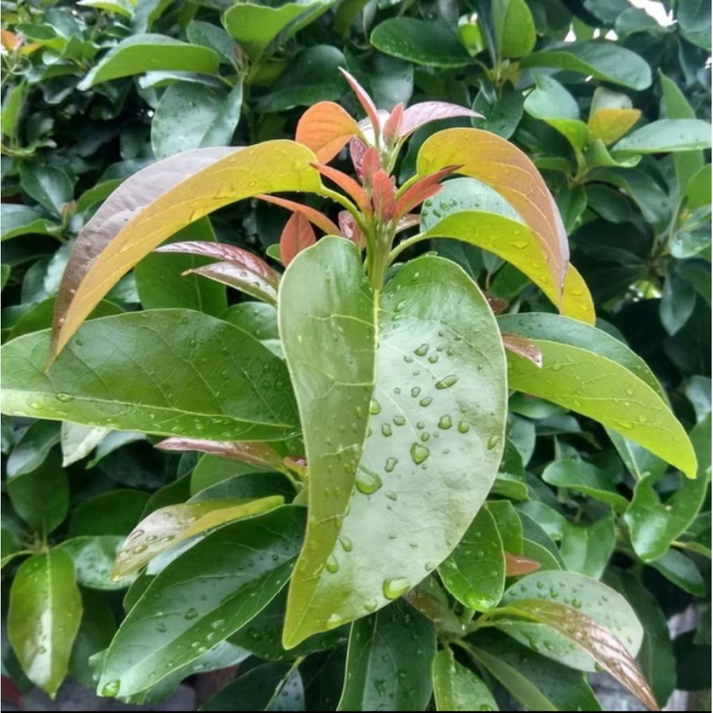 

Daun alpukat segar 100 lembar