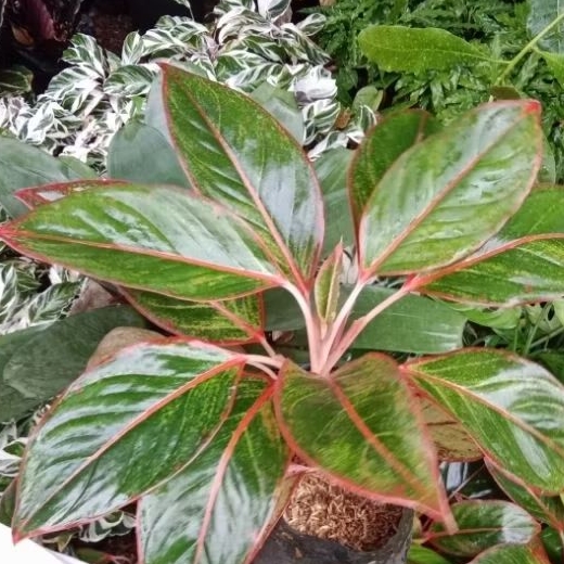 Liceriashop17 (Bisa ) Aglonema Diven Tisu Golden - Tanaman Hias Meriah - Diven Cantik - Tanaman