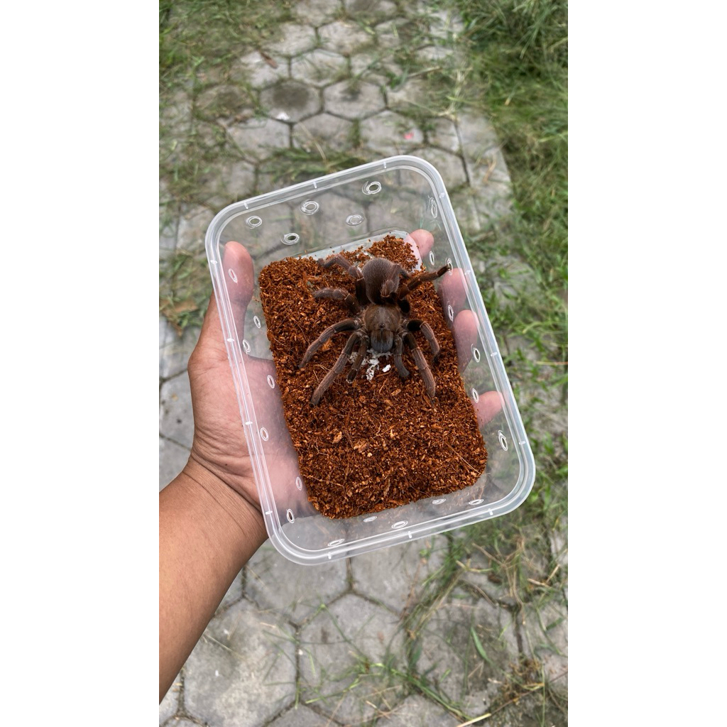 TARANTULA JAWA