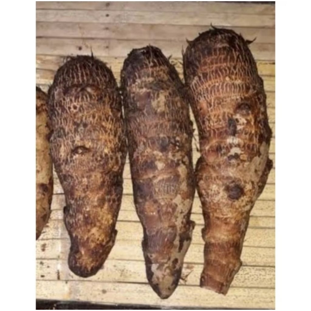 

Umbi Talas segar fresh 1 kg