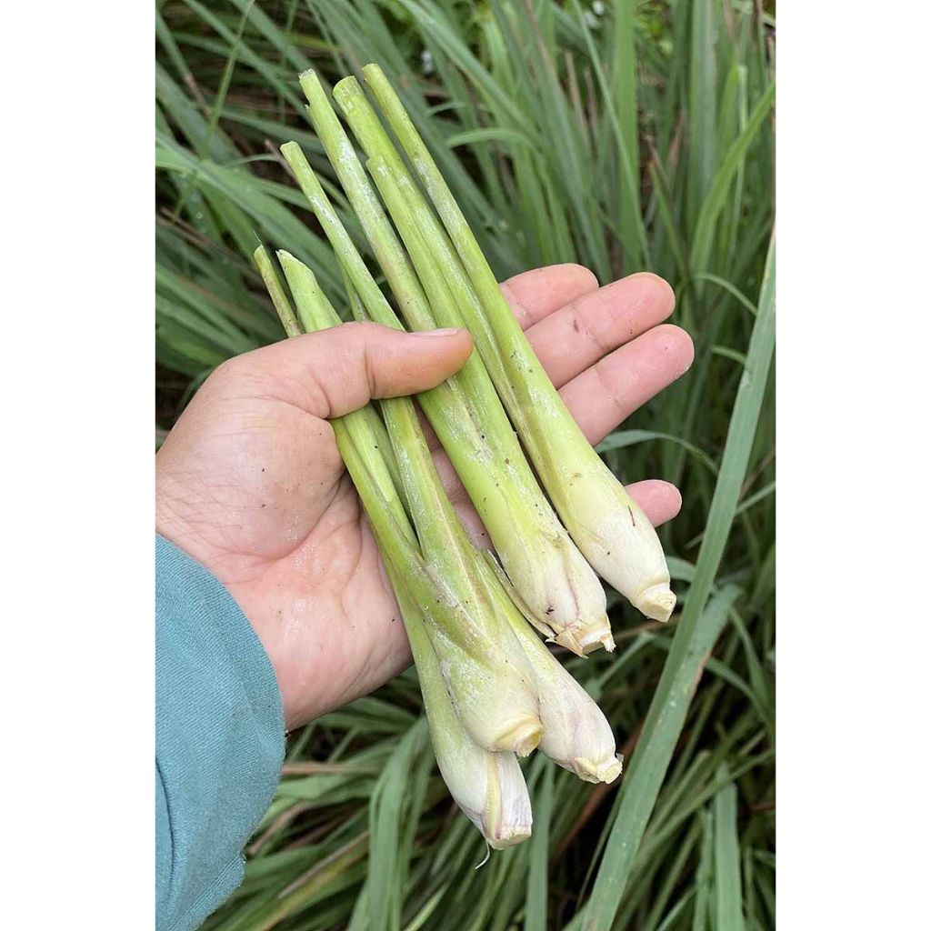 

Sereh 250Gram Fres Hasil Ssendiri