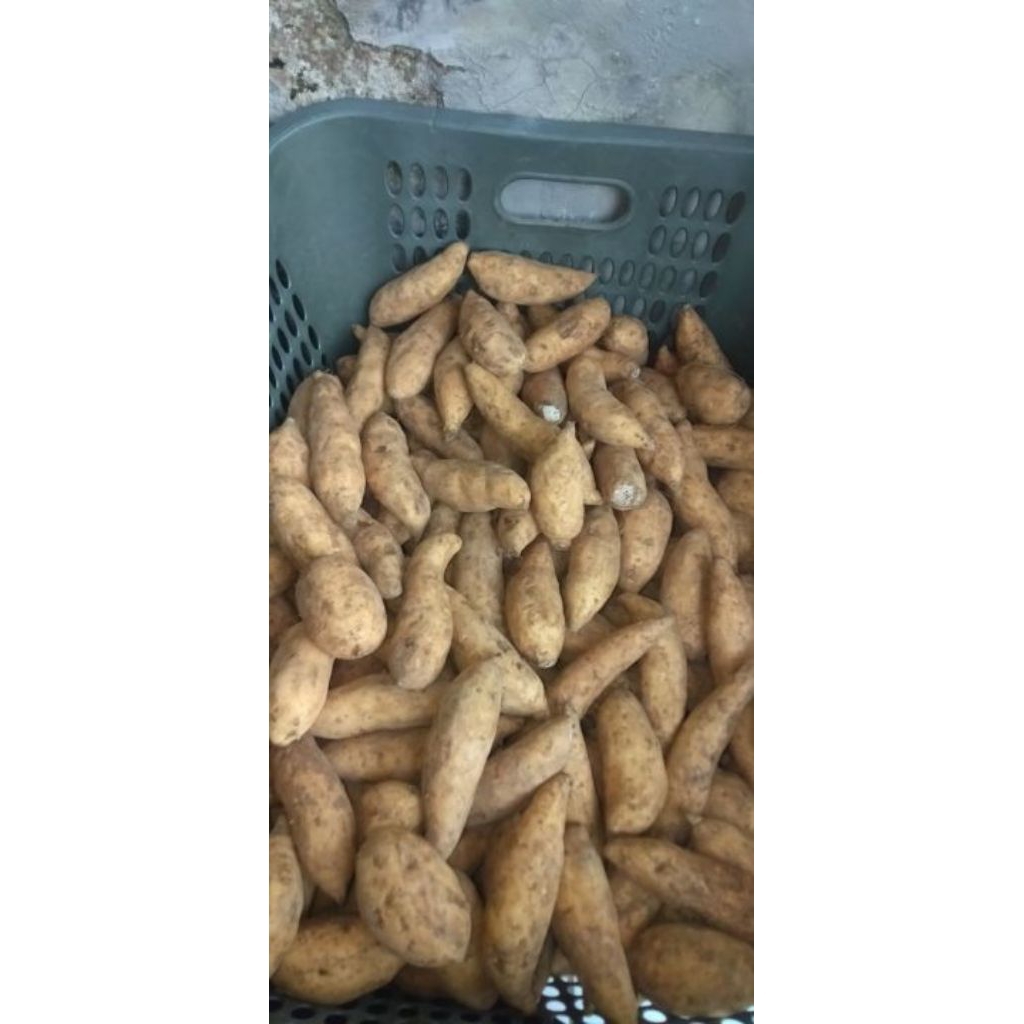 

Ubi putih super 500 gram