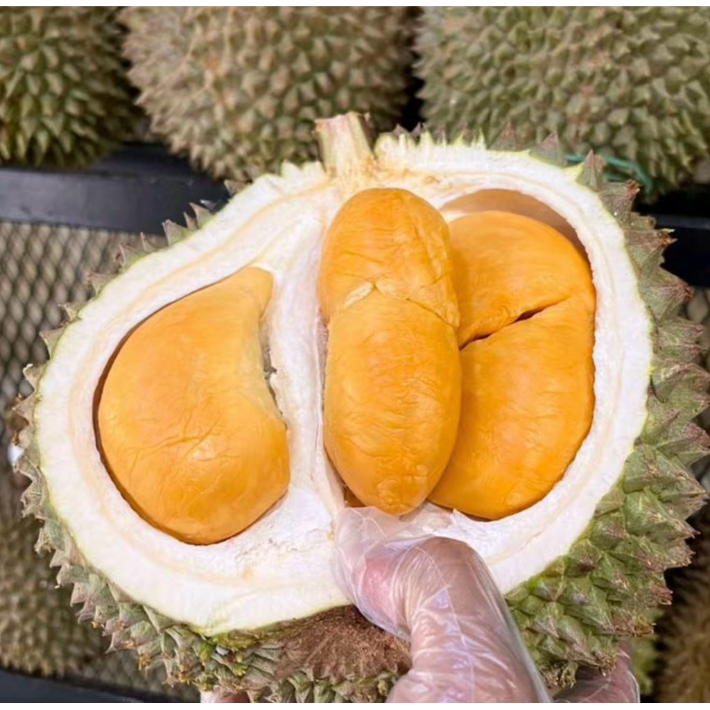 

Promo Durian Duri Hitam Malaysia | Durian Black Thron Malaysia Manis & Legit Fresh | Pcs