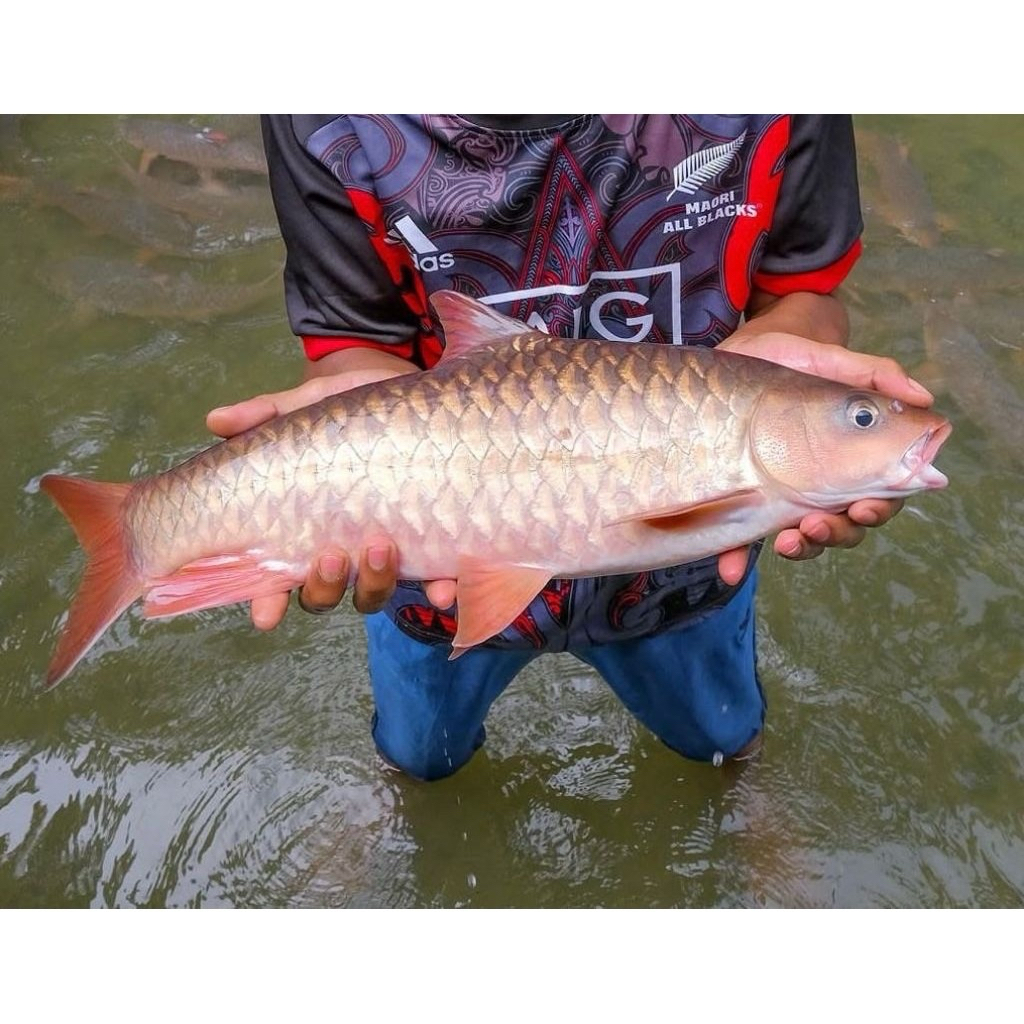 (Stiker) Kelah Merah Malaysia 10-12cm (Promo)