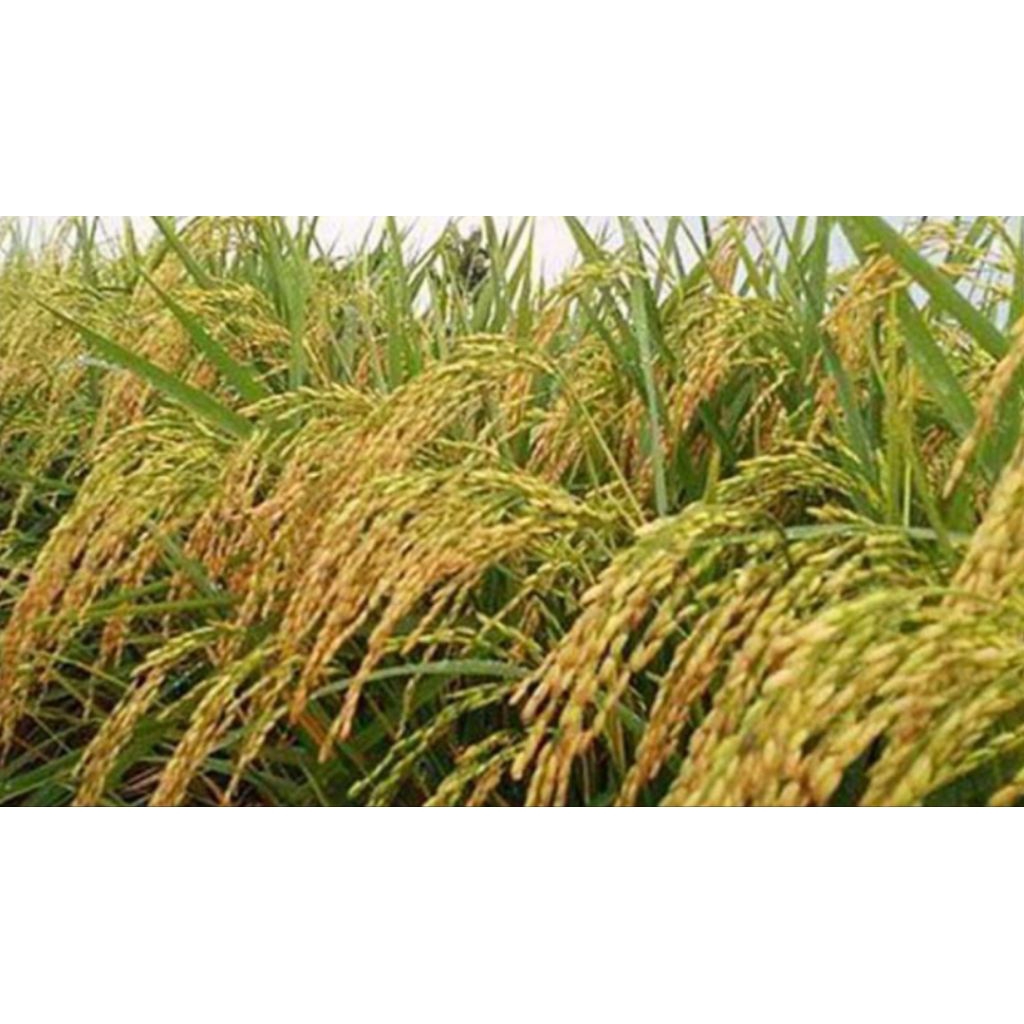 benih padi ir 64 label ungu