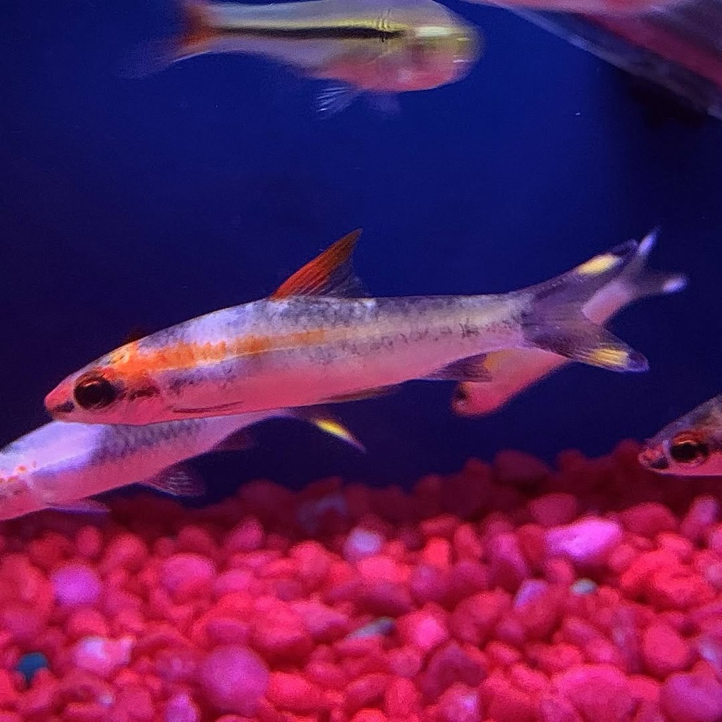 Puntius Marbel - Ikan Denisoni Merbel