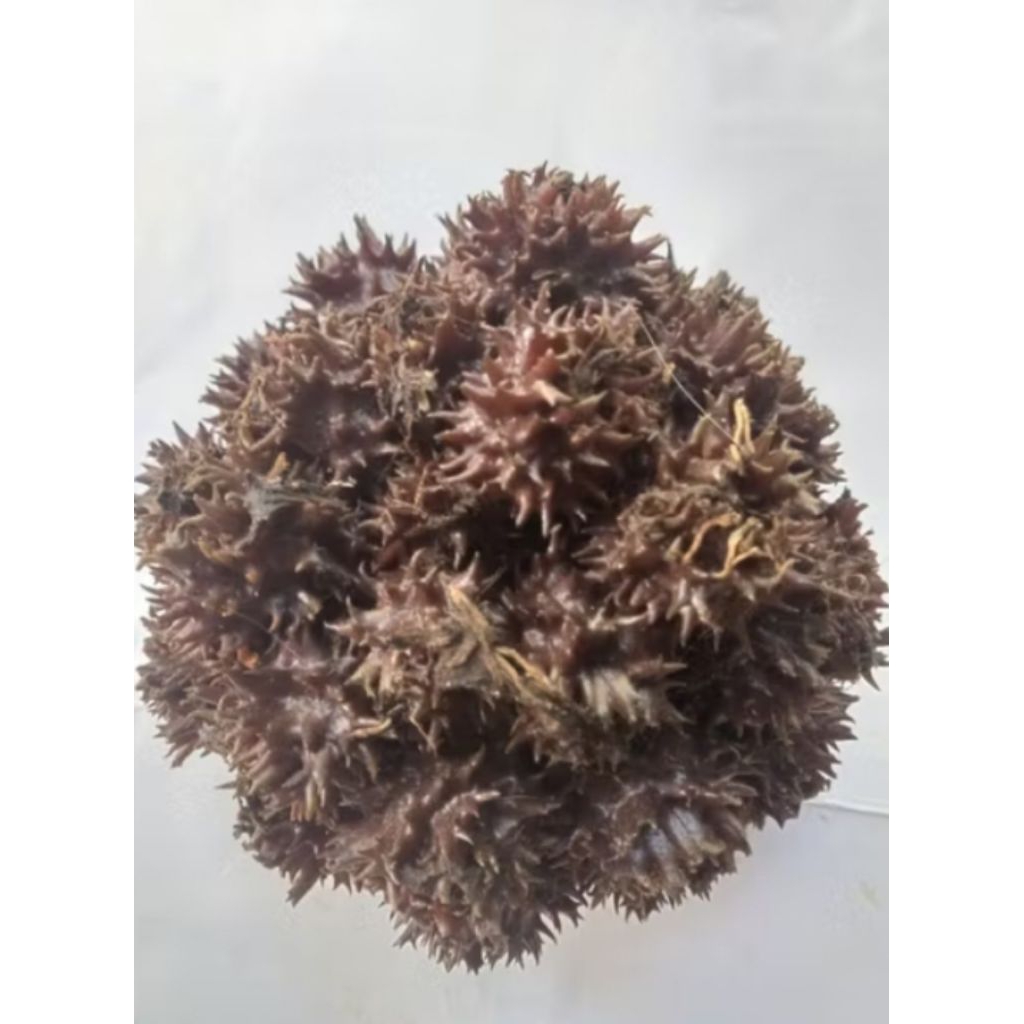 

parahulu alias rambutan tanah /300 gr