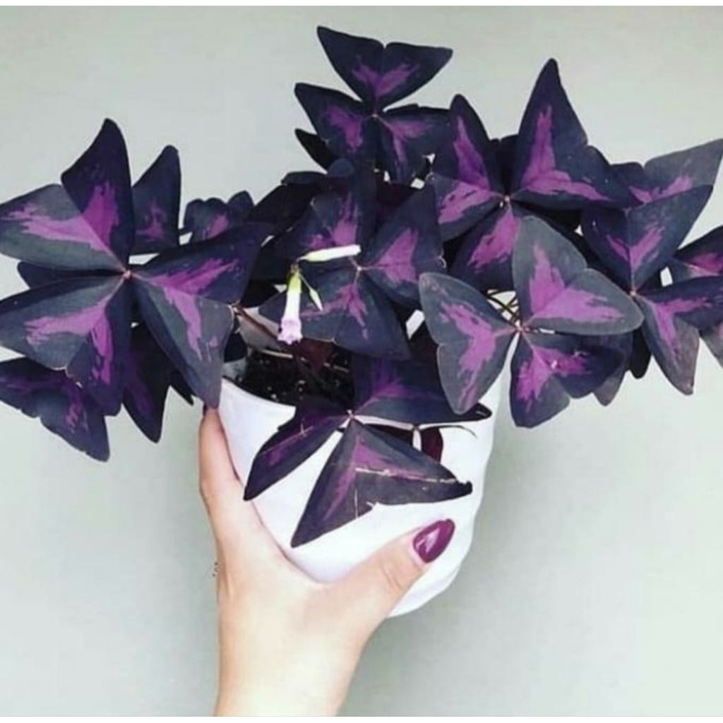 Pohon Kupu Kupu Ungu / Oxalis Ungu Tanaman Hias Pohon Kupu Kupu Oxalis Ungu