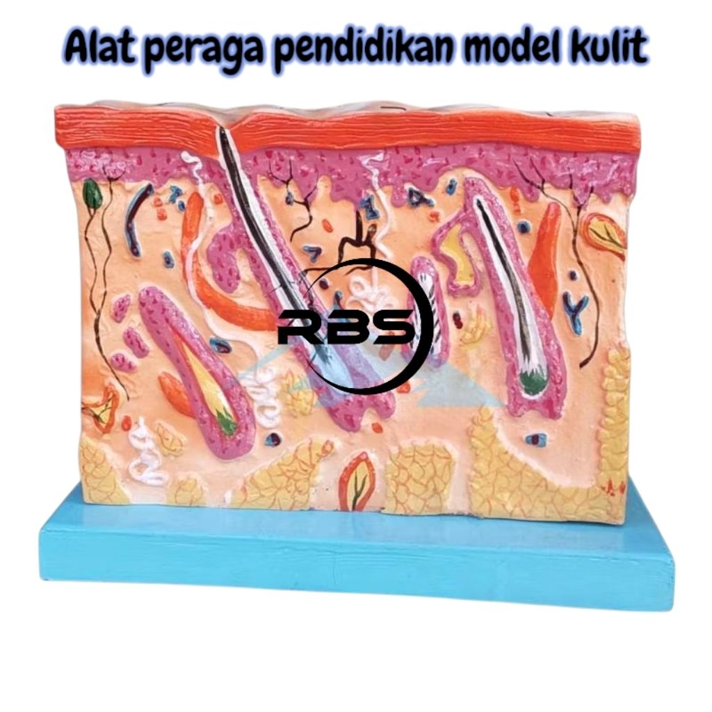 

ALAT PERAGA PENDIDIKAN MODEL KULIT TORSO MODEL KULIT