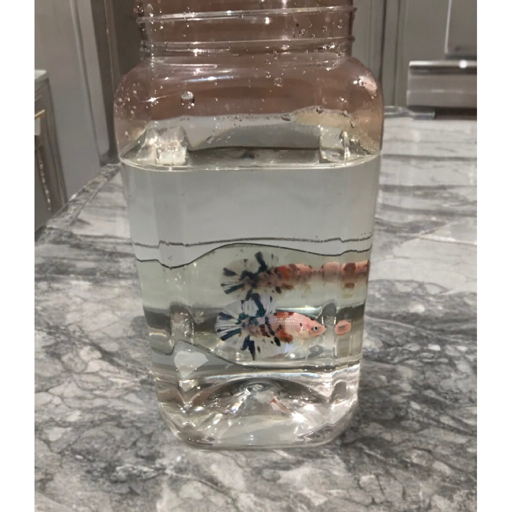 Ready Cupang Giant Multicolour Male dan Babyan Giant(belum dewasa)