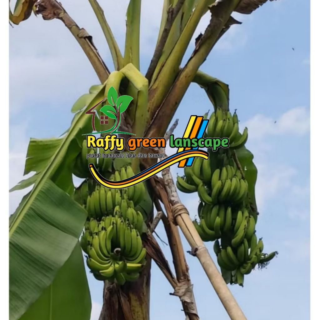 PROMO BIBIT PISANG AMBON 1 POHON 2 TANDAN(BELI 2 GRATIS 1)