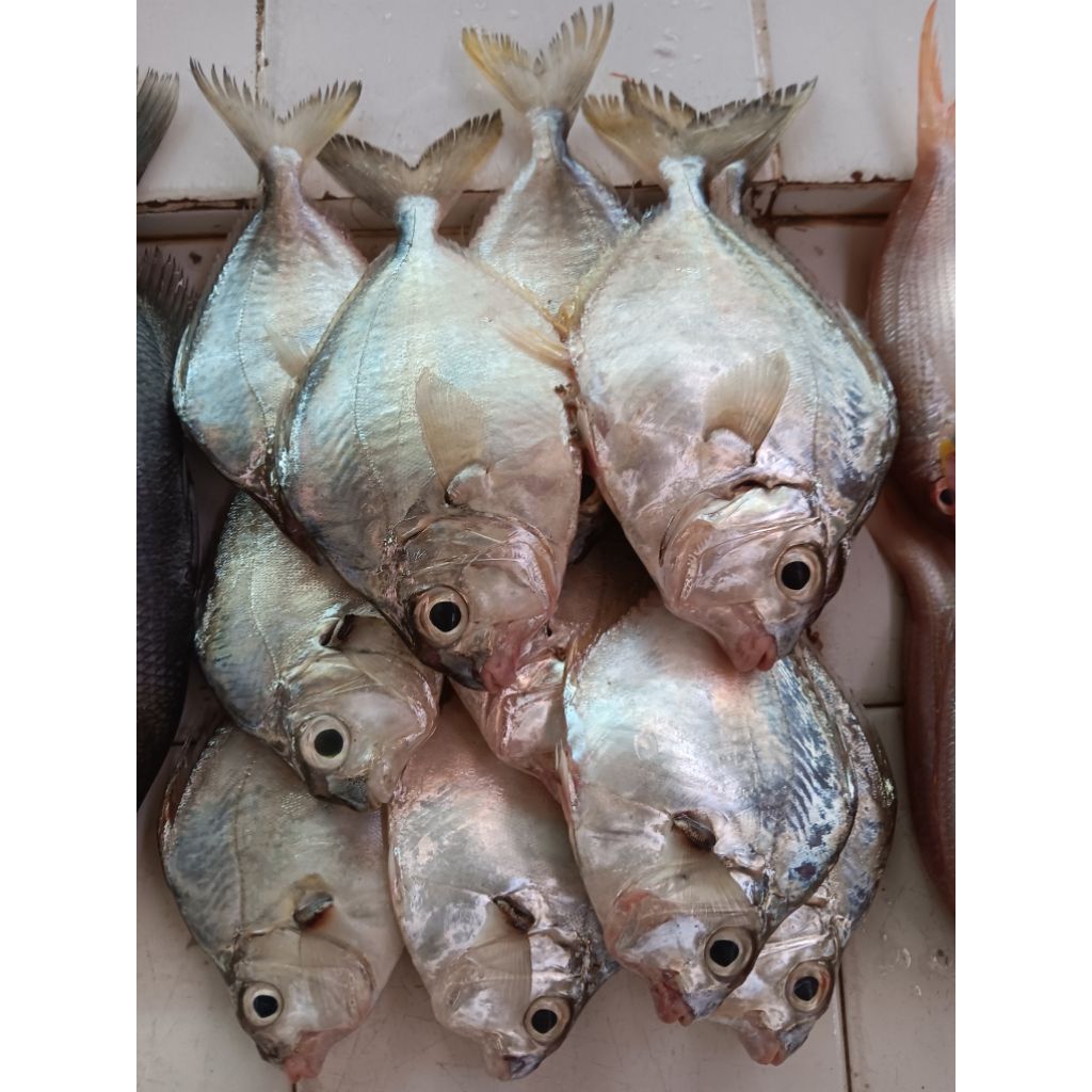 

IKAN PETEK LAUT